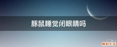 豚鼠睡觉闭眼睛吗