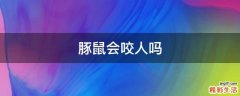 豚鼠会咬人吗