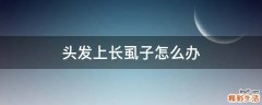 头发上长虱子怎么办