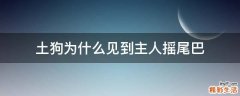 土狗为什么见到主人摇尾巴
