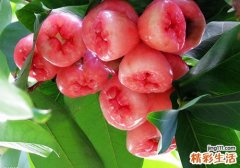 莲雾的功效与作用