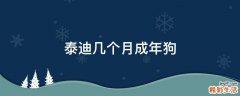泰迪几个月成年狗