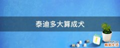 泰迪多大算成犬