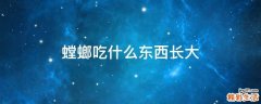 螳螂吃什么东西长大