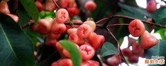 莲雾什么季节吃最好 莲雾什么月份成熟