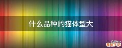 什么品种的猫体型大