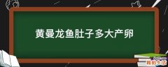 黄曼龙鱼肚子多大产卵