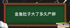 金鱼肚子大了多久产卵