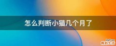 怎么判断小猫几个月了