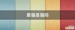 薮猫是猫吗