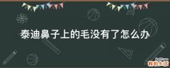 泰迪鼻子上的毛没有了怎么办
