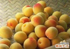 杏子的功效与作用