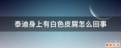 泰迪身上有白色皮屑怎么回事