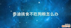 泰迪挑食不吃狗粮怎么办