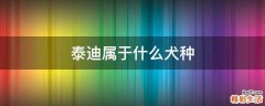 泰迪属于什么犬种