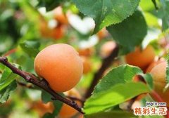 孕妇可以吃杏吗