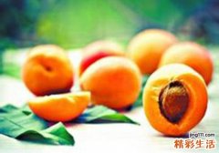 杏子是热性还是凉性