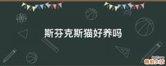 斯芬克斯猫好养吗