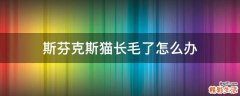 斯芬克斯猫长毛了怎么办