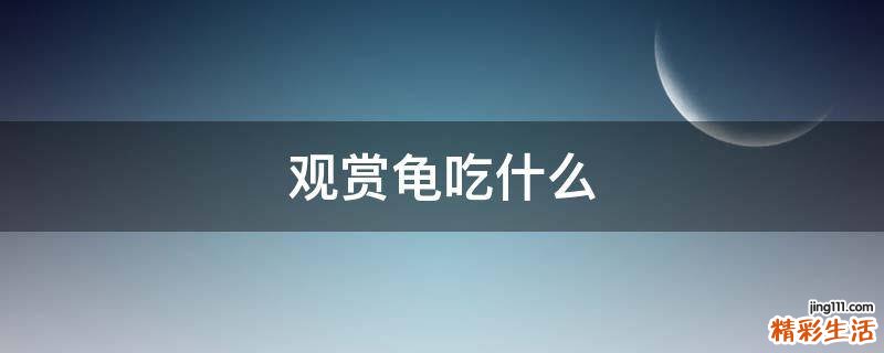 观赏龟吃什么