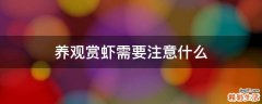 养观赏虾需要注意什么
