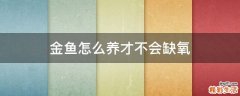 金鱼怎么养才不会缺氧