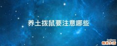 养土拨鼠要注意哪些
