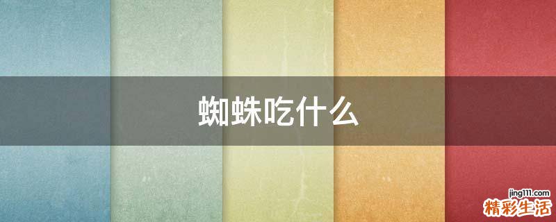 蜘蛛吃什么