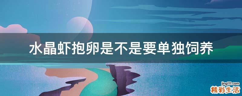 水晶虾抱卵是不是要单独饲养