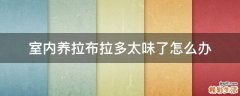 室内养拉布拉多太味了怎么办