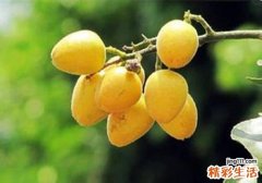 黄皮果的功效与作用