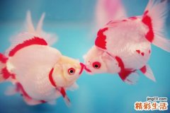 “超级临时工”：职场妈妈的新选择