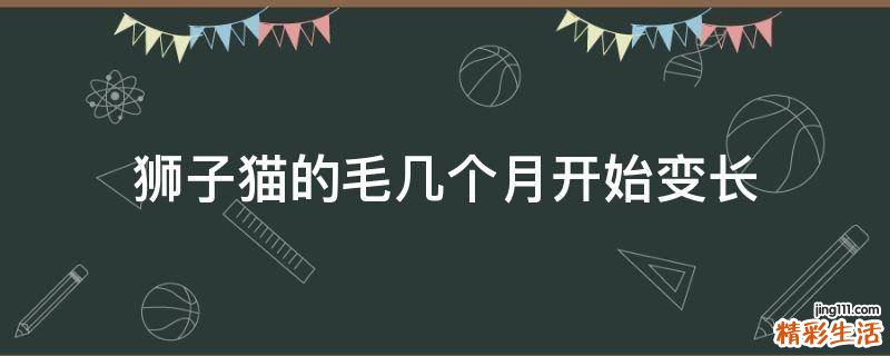 狮子猫的毛几个月开始变长