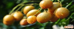 黄皮果泡酒作用与功效 黄皮果泡酒要去核吗