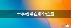 十字韧带在哪个位置