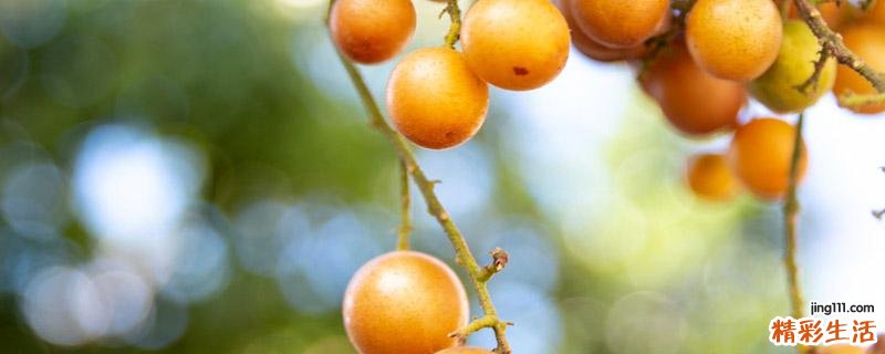 黄皮果的食用禁忌 黄皮果的食用方法