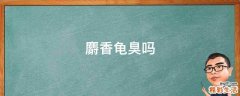 麝香龟臭吗