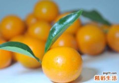 金桔上火吗