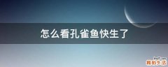 怎么看孔雀鱼快生了