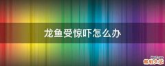 龙鱼受惊吓怎么办