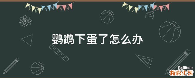 鹦鹉下蛋了怎么办