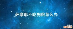 萨摩耶不吃狗粮怎么办
