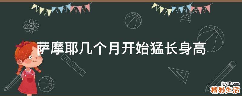 萨摩耶几个月开始猛长身高