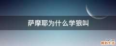 萨摩耶为什么学狼叫