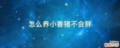 怎么养小香猪不会胖