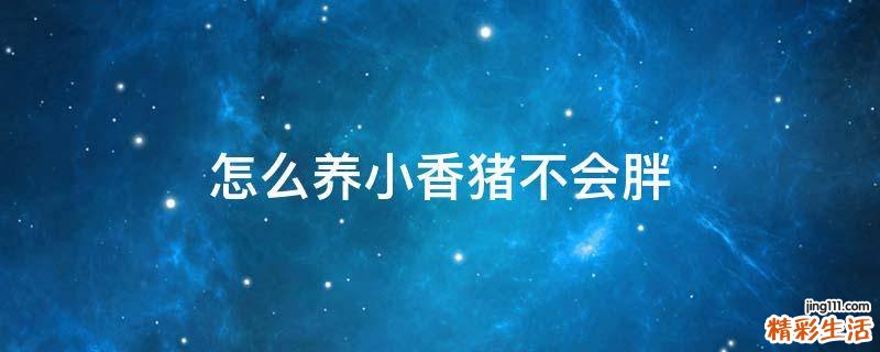 怎么养小香猪不会胖