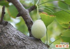 银杏果能吃吗
