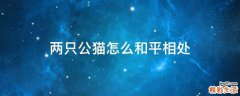 两只公猫怎么和平相处
