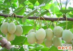 银杏果吃多了会中毒吗