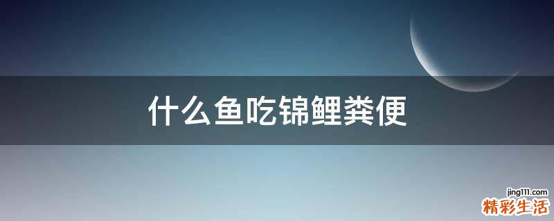 什么鱼吃锦鲤粪便